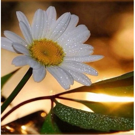 White Daisy with Dew Drops
