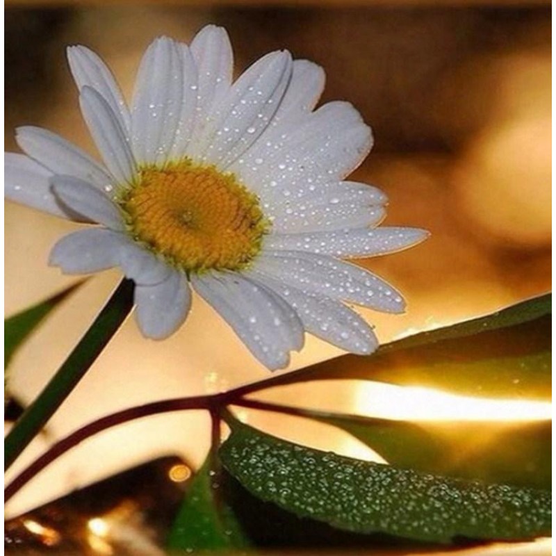 White Daisy with Dew...
