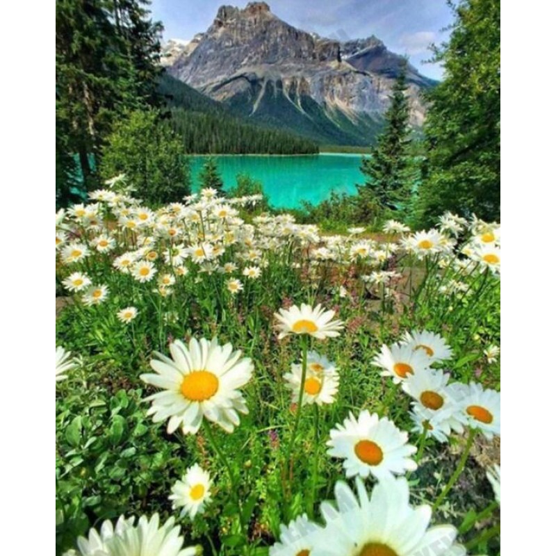 White Daisies & ...