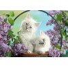 White Cats with Blue Eyes
