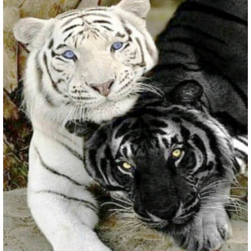 White & Black Tigers