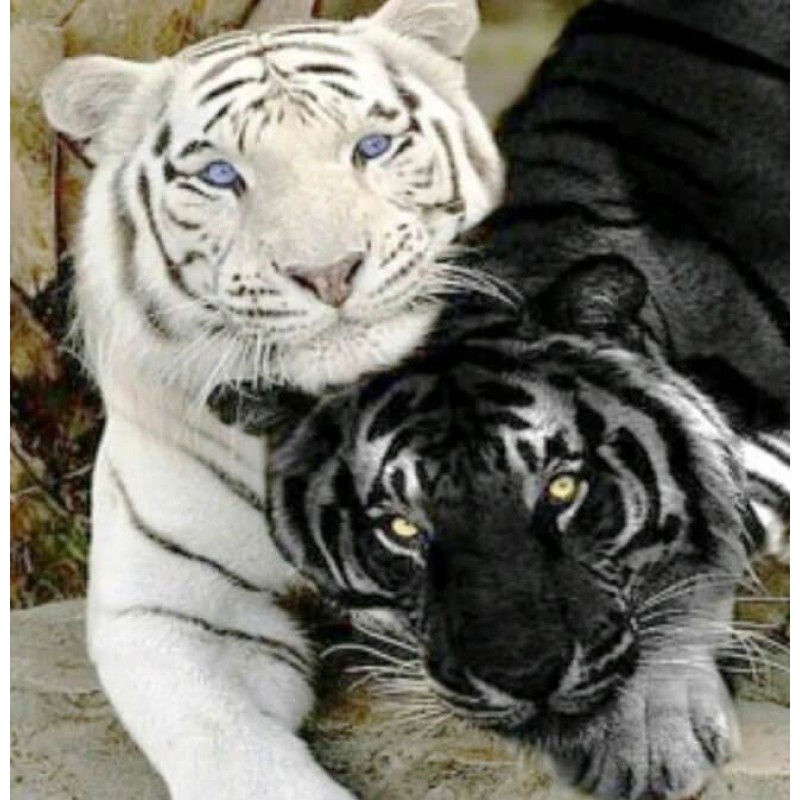 White & Black Ti...