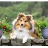 Sheltie Schilderijen Diamond Painting