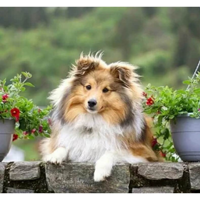 Sheltie Schilderijen...