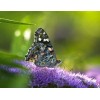 Butterfly Close up Painting