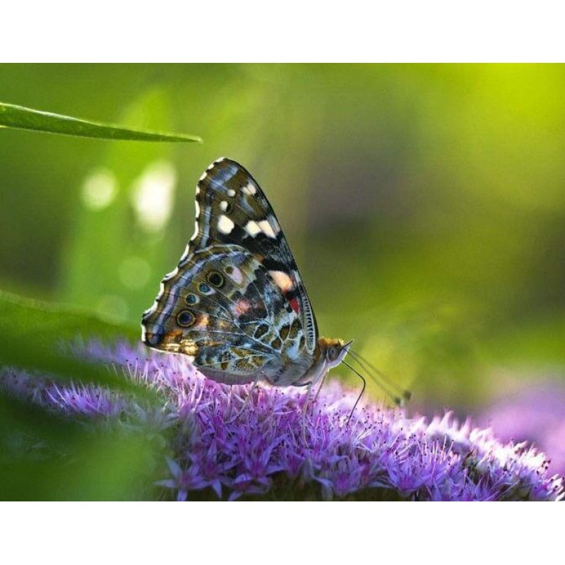 Butterfly Close up P...
