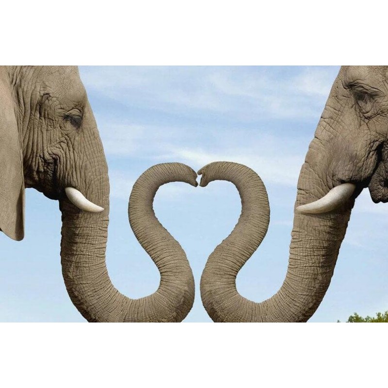 Elephants Making Hea...
