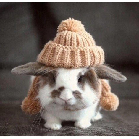 Cute Rabbit Wearing Cap