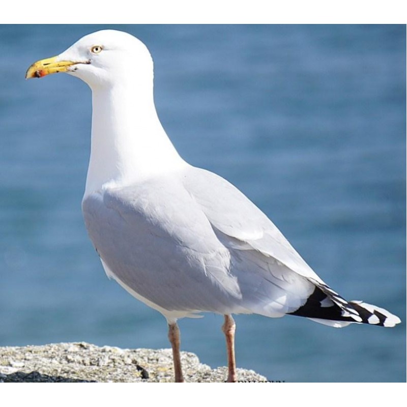 Albatross Diamond Pa...