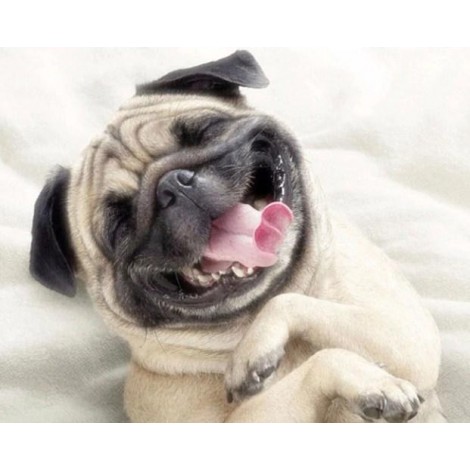 Happy Dog Painting Kit