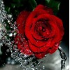 Water Splashing on Red Rose