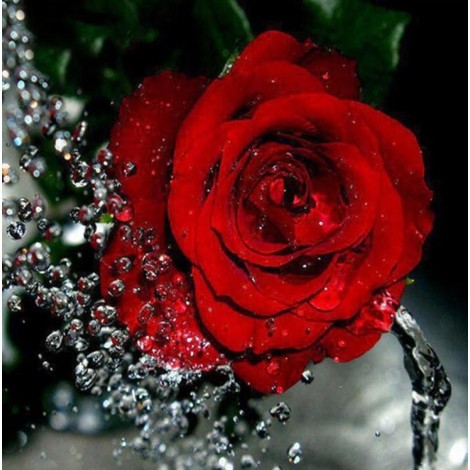 Water Splashing on Red Rose