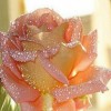 Water Droplets on Rose