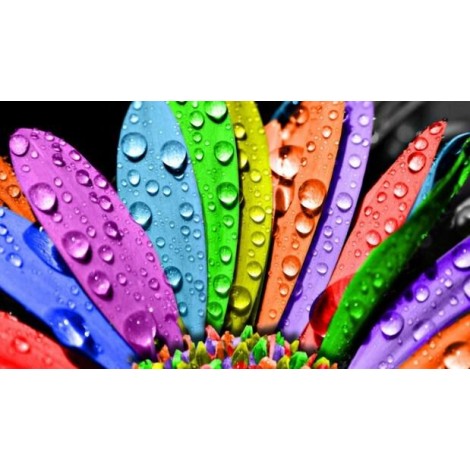 Water Drops on Colorful Flower Petals