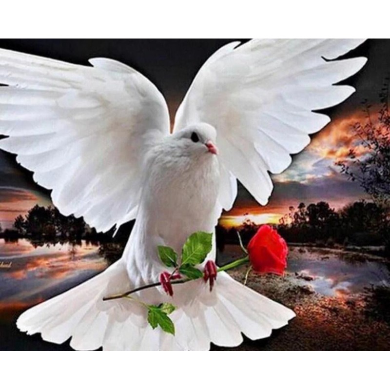 Pigeon with Red Rose