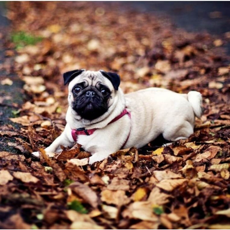 Pug Dog in the Fores...