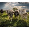 Taurine Cattle Diamond Painting