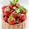 Strawberry Basket Full Drill Painting