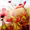 Variety of Flowers Collection DIY Painting