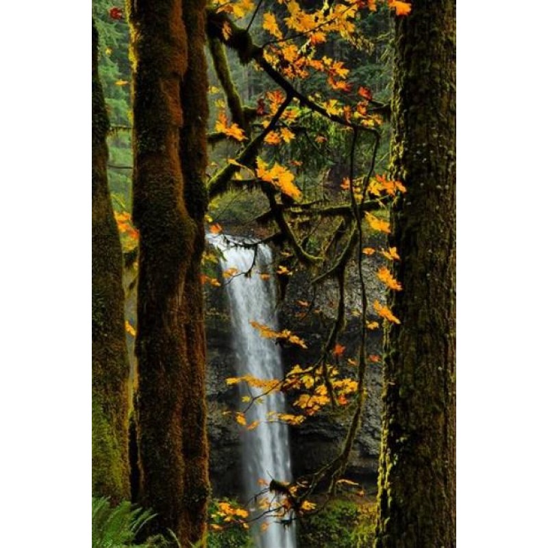 Ulmus Alata Trees - ...