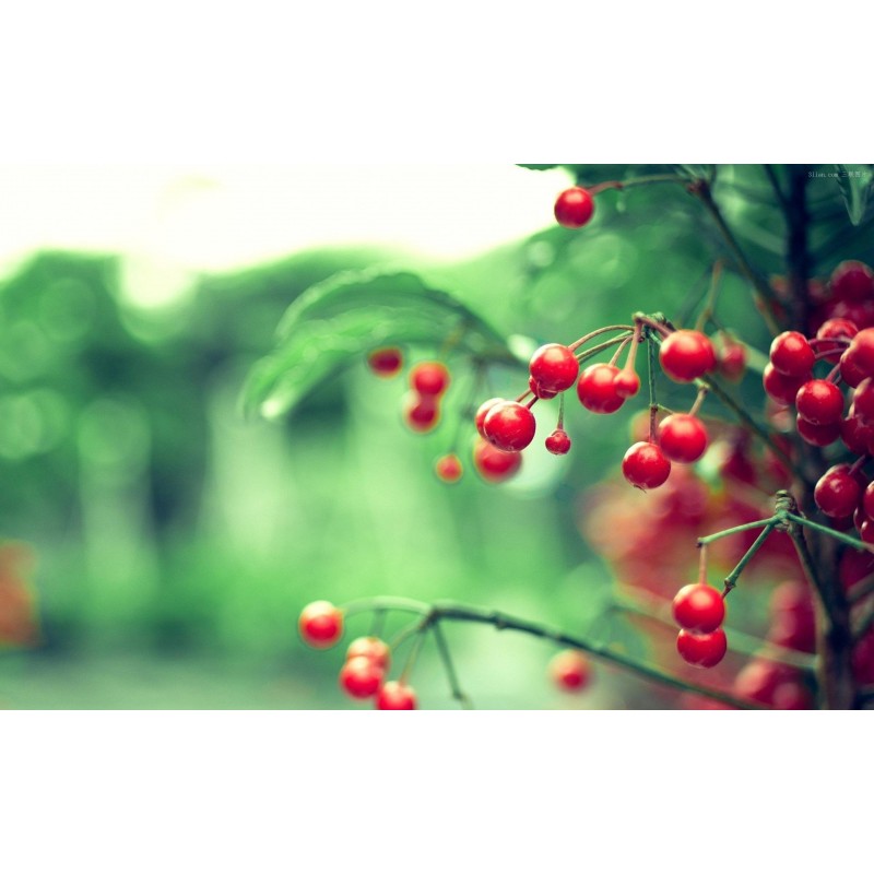 Twig Red Berries Lea...