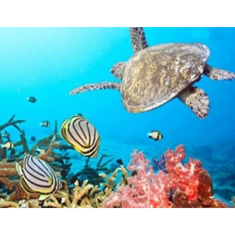 Turtle & Fish in...