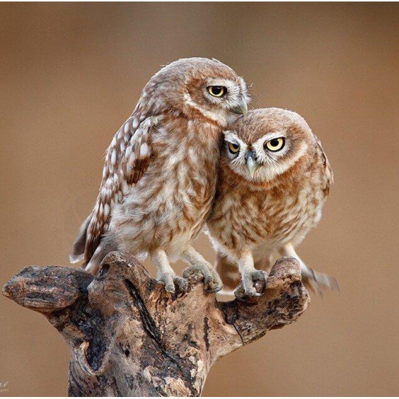 Owls Pair DIY Painti...