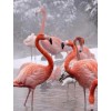 Flamingos in the Winter