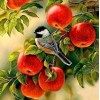 Sparrow Sitting on Apple Tree