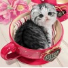 Kitten Sitting in Tea Cup