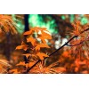 Dried Autumn Leaves