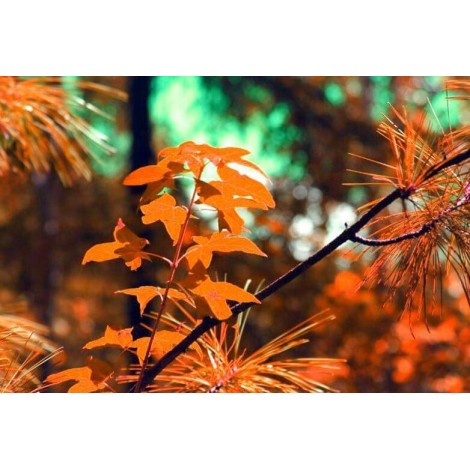 Dried Autumn Leaves