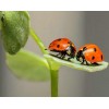 Pair of Lady Bugs