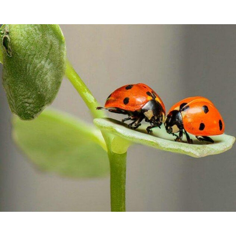 Pair of Lady Bugs