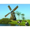 Grazing Cows & Windmill Painting