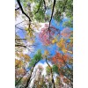Trees Touching the Sky - Paint by Diamonds