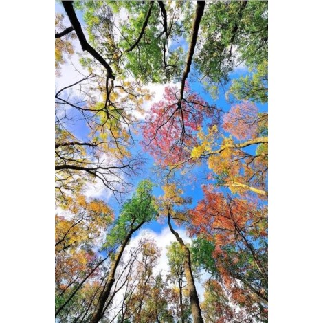 Trees Touching the Sky - Paint by Diamonds