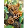 Tree Hugger Leopard Cub