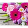 Transvaal Daisies - Paint by Diamonds