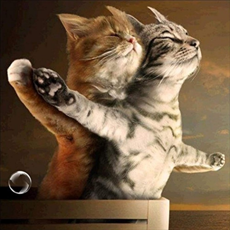 Titanic Cats Diamond...