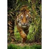 Tiger Running Out of Forest