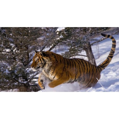 Tiger Running in Snow