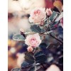 Gorgeous Pink Rose Plant