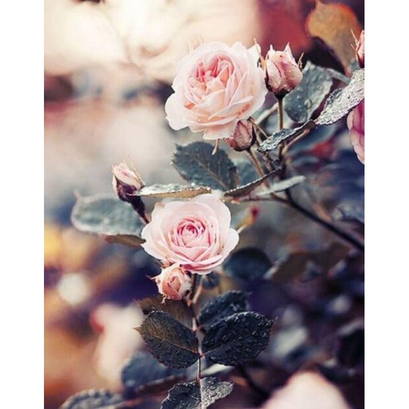 Gorgeous Pink Rose P...