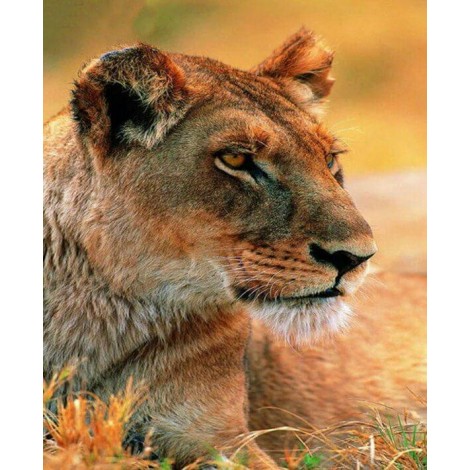 East African Lion