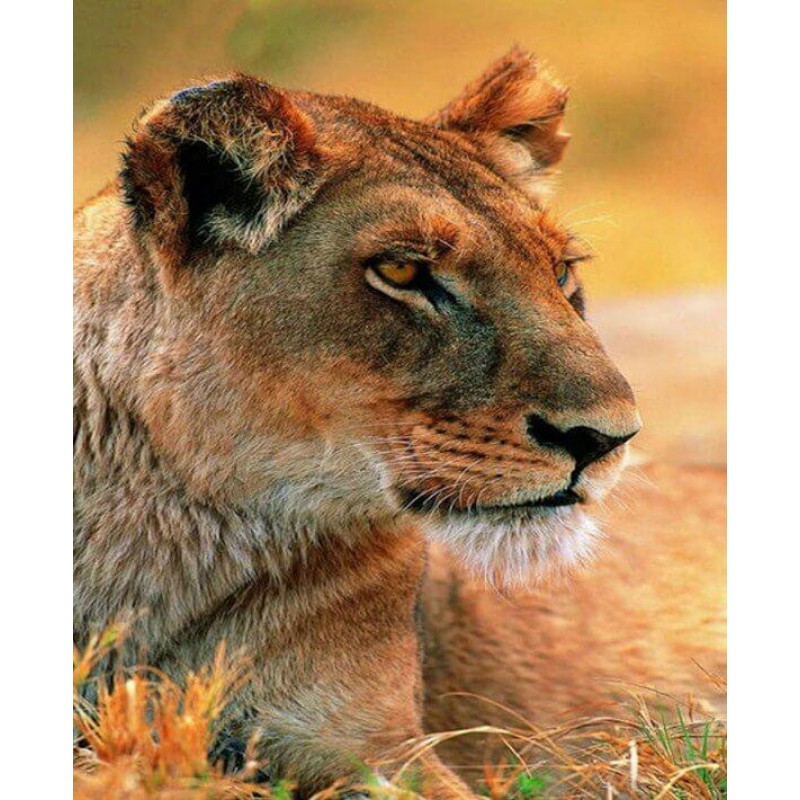 East African Lion