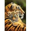 Tiger & Cub Hugging