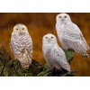 Three Stunning White Owls