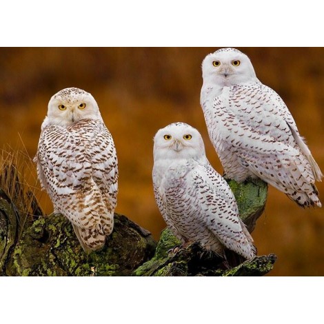Three Stunning White Owls