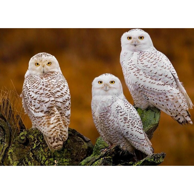Three Stunning White...